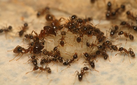CientÃ­ficos australianos erradican a la hormiga leona, una de las peores plagas invasoras, de una isla protegida